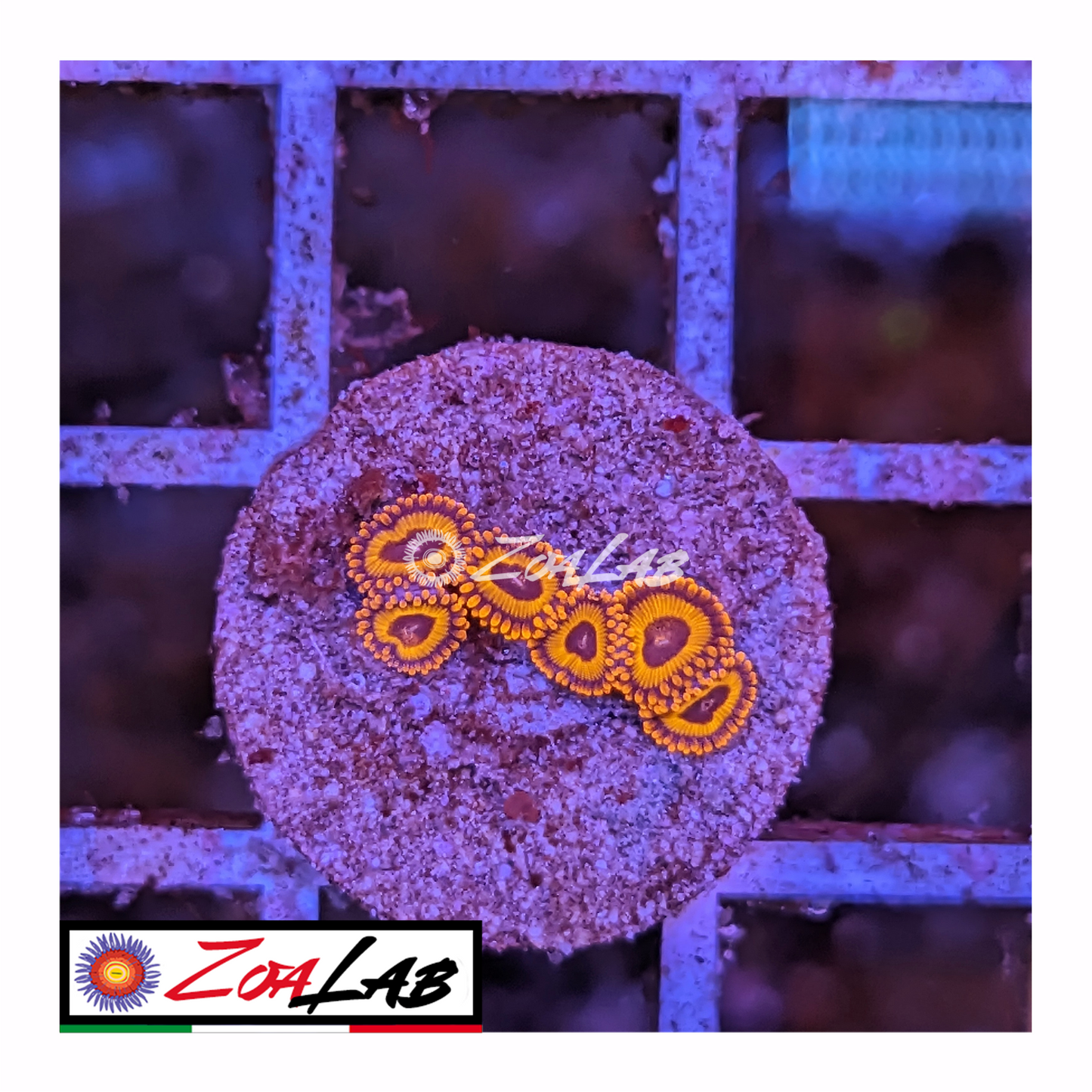 Zoanthus Red oxide