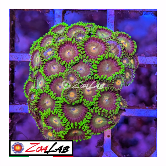 Zoanthus green