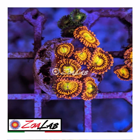 zoanthus alien antivenom