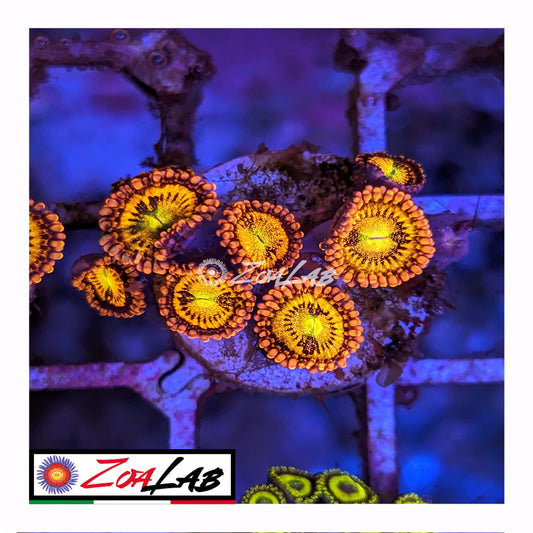 zoanthus alien antivenom