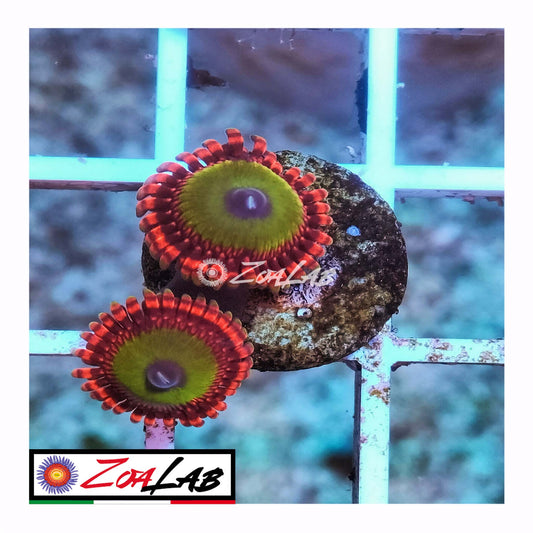 zoa candy apple red
