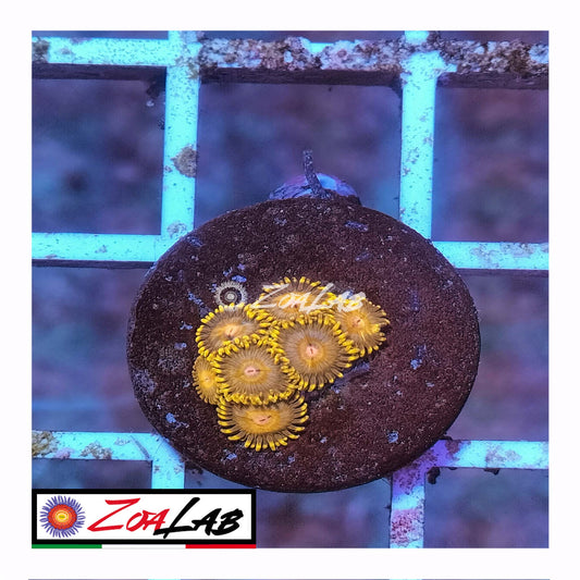 zoa 24 kt