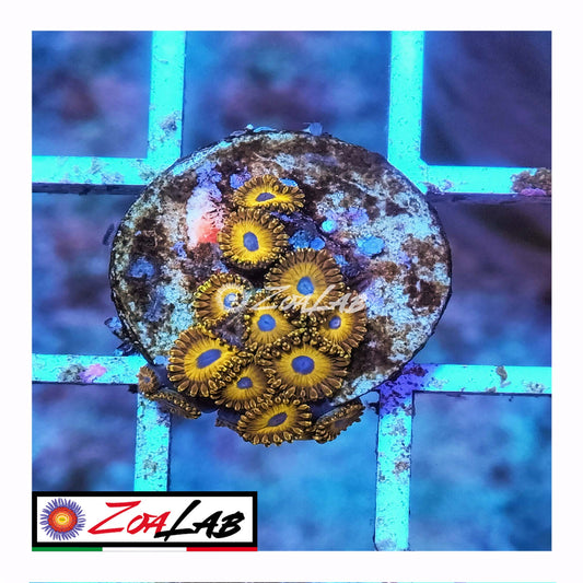 zoa golden hornets