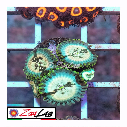 zoa hawaiian