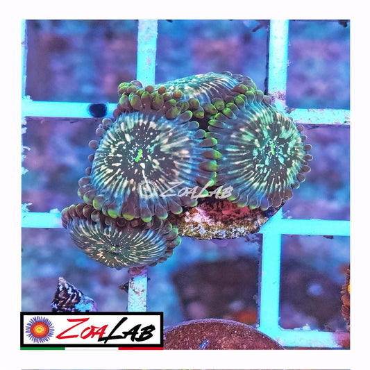 zoa lemon devil