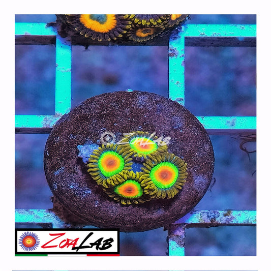 zoa rasta