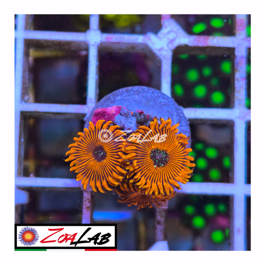 Zoanthus Orange magicians