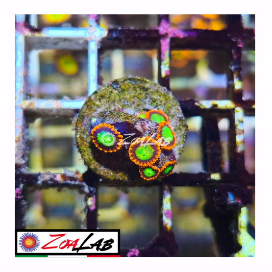 Zoanthus goblin fire
