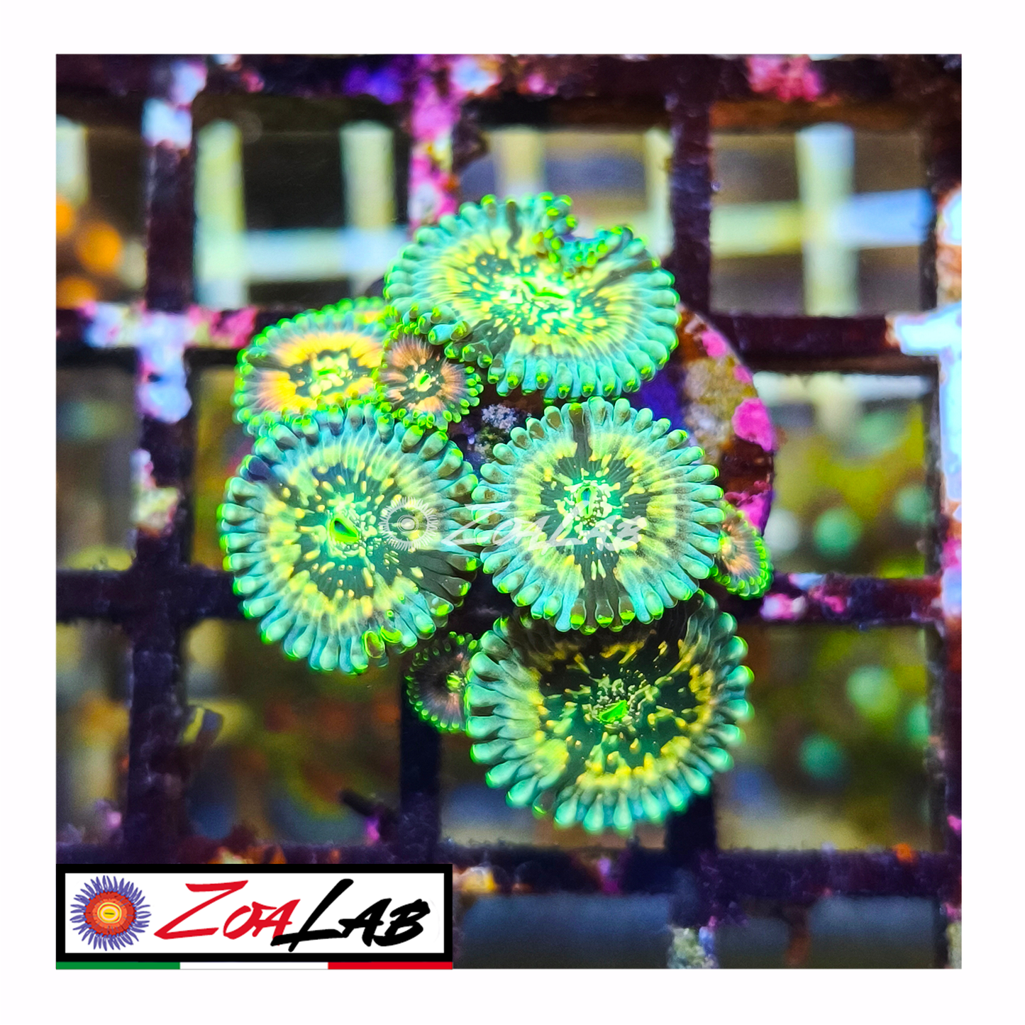 Zoanthus Hawaiian