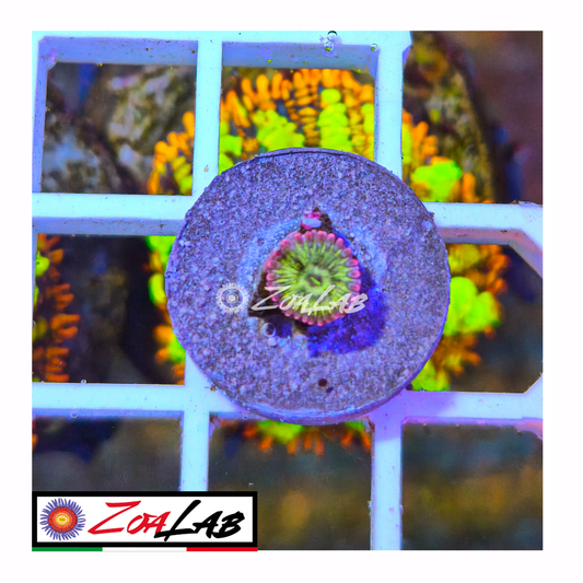 Zoanthus Chiquita violet