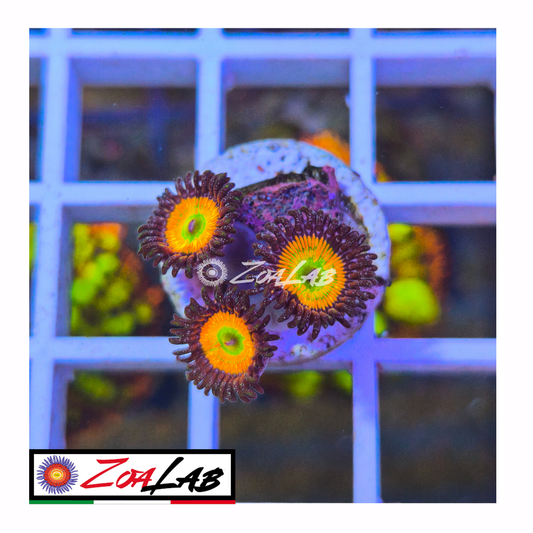 Zoanthus Sunny d