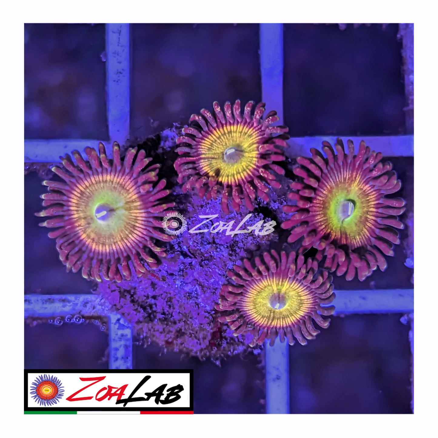 Zoanthus infusion