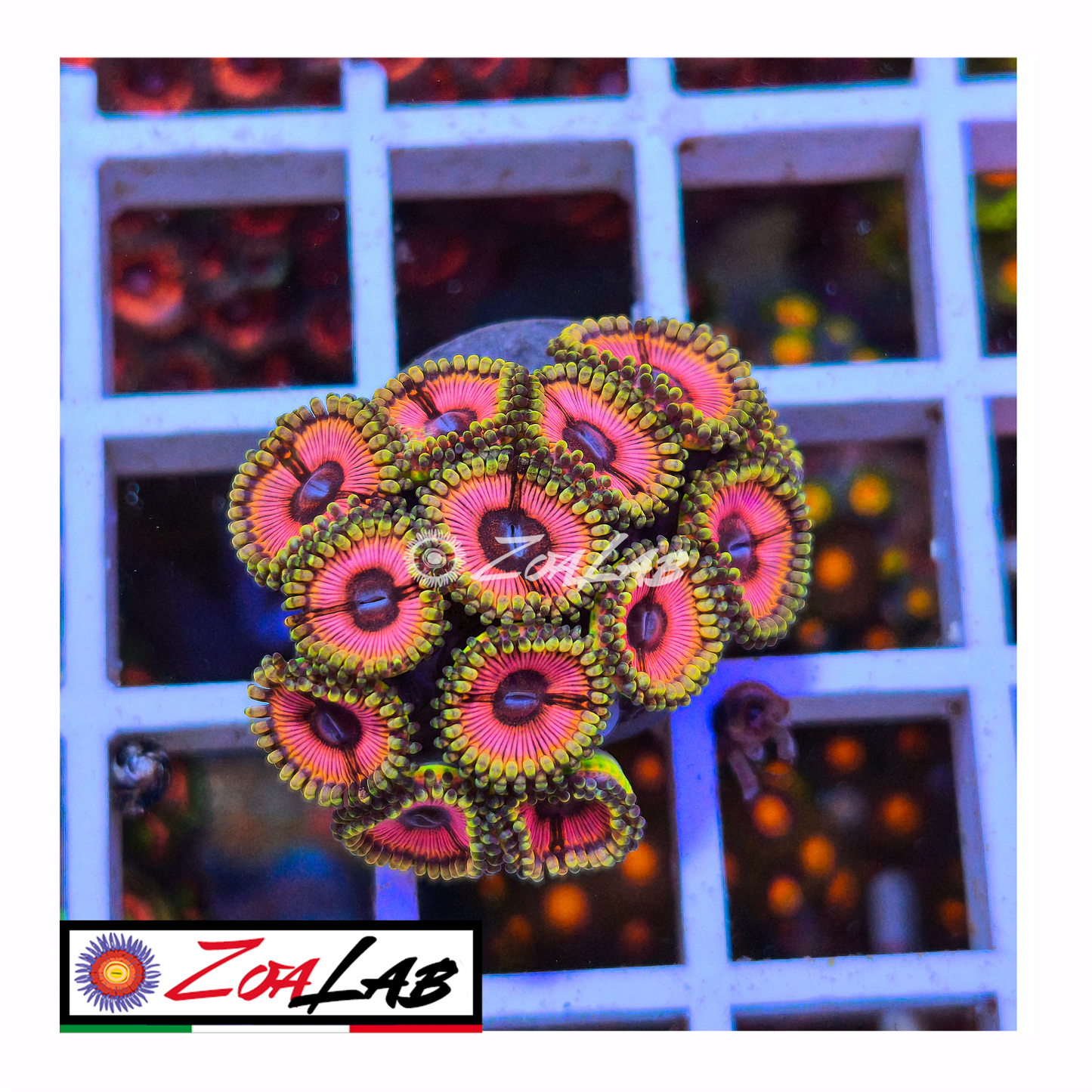 Zoanthus Pink citrus