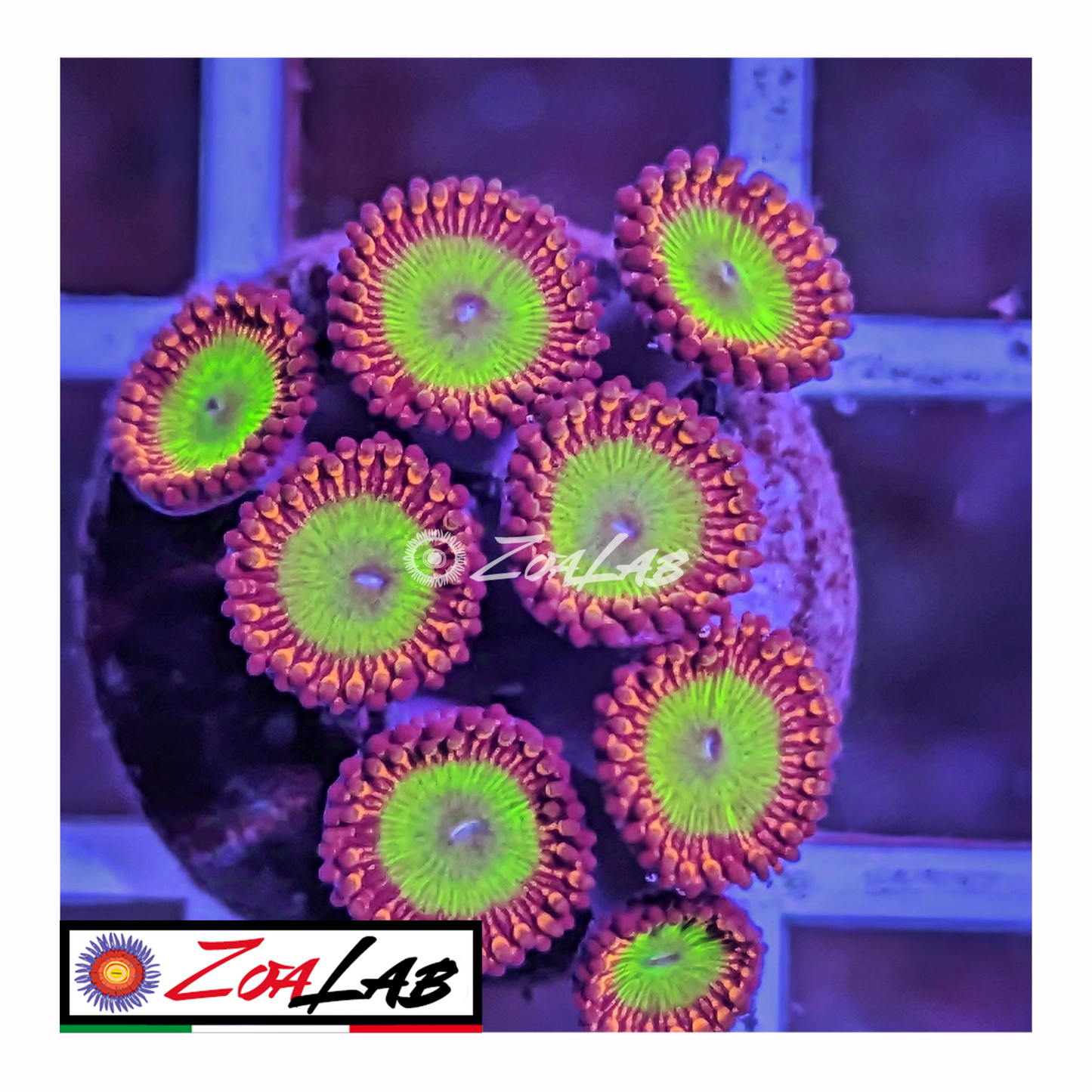 Zoanthus Candy apple Red