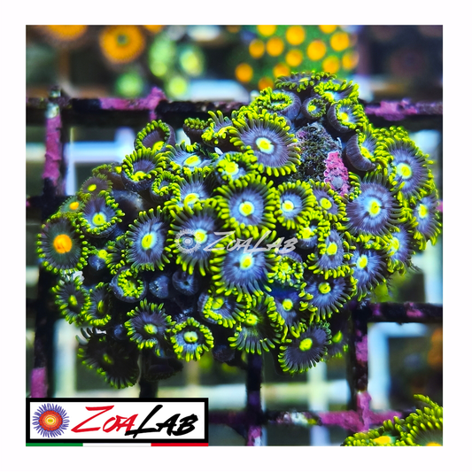 Zoanthus green pops