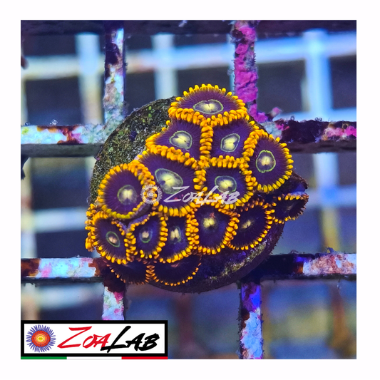 Zoanthus rainbow Hornets