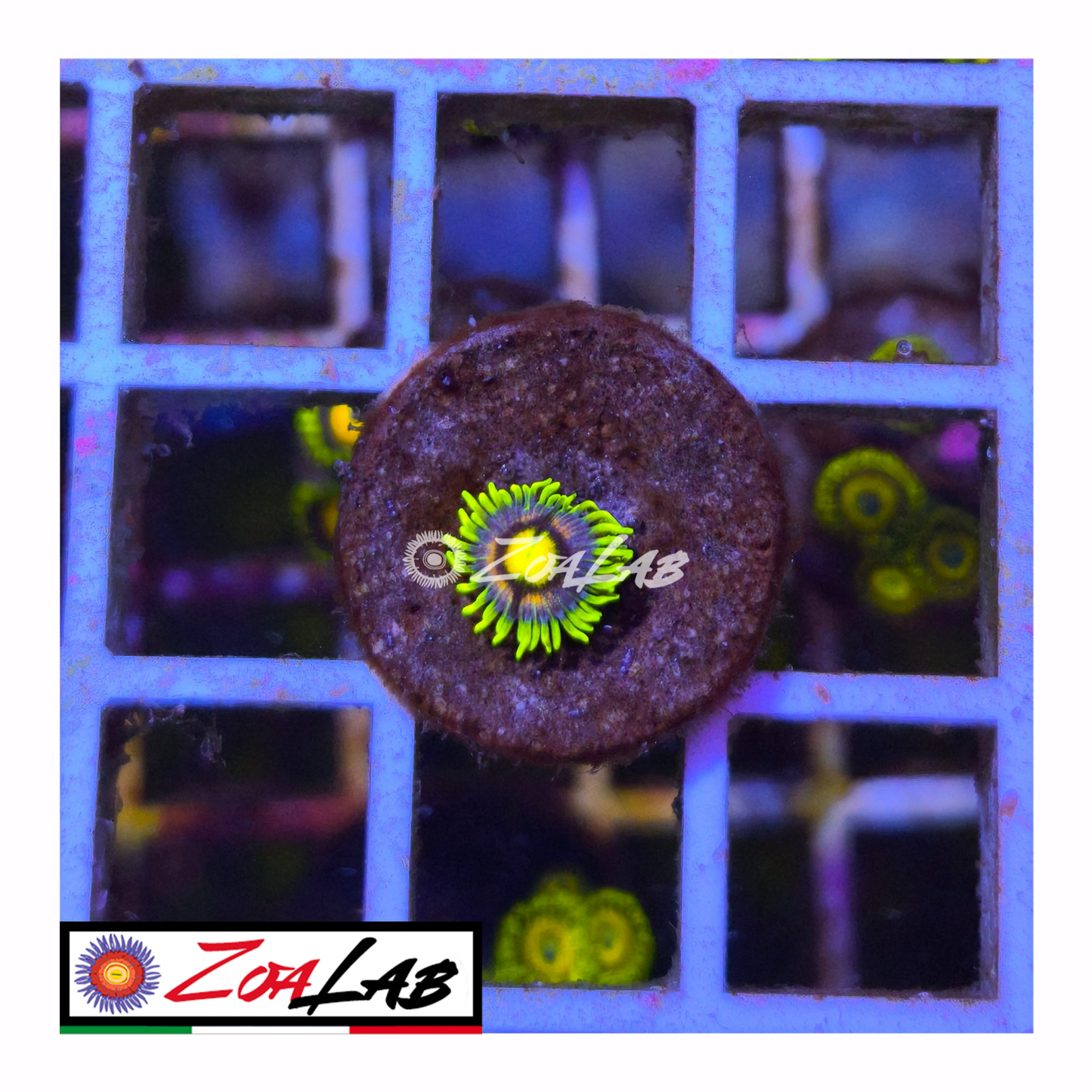 Zoanthus laser lemon