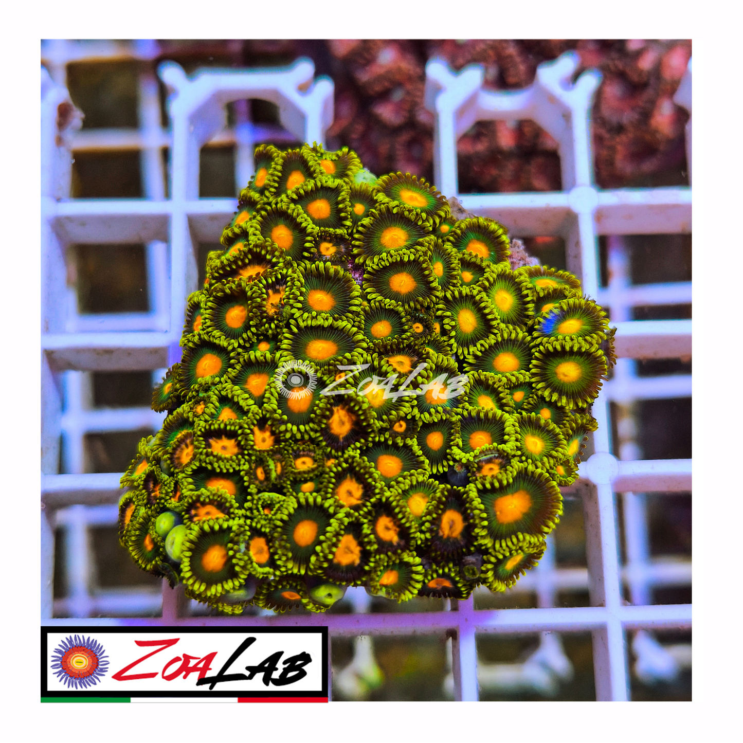 Zoanthus gorilla nipple
