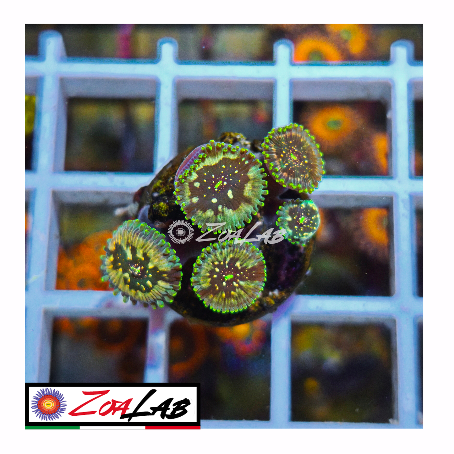 Zoanthus Hawaiian Ding dang