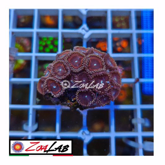 Zoanthus Armageddon violet