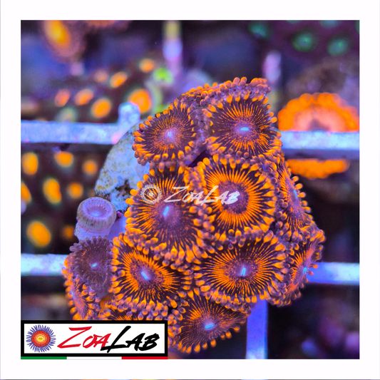 Zoanthus Red devil