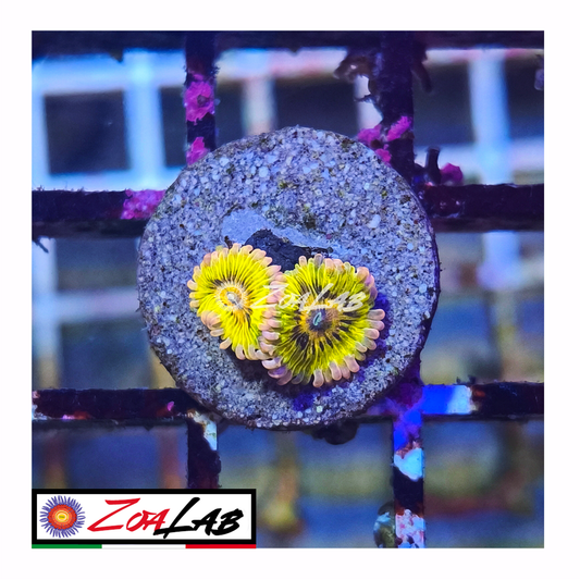 Zoanthus Chiquita Gold