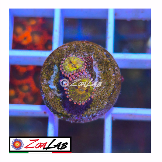 Zoanthus Chiquita violet