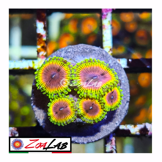 Zoanthus melon