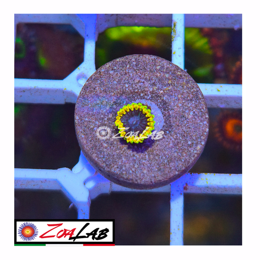 Zoanthus tantrum