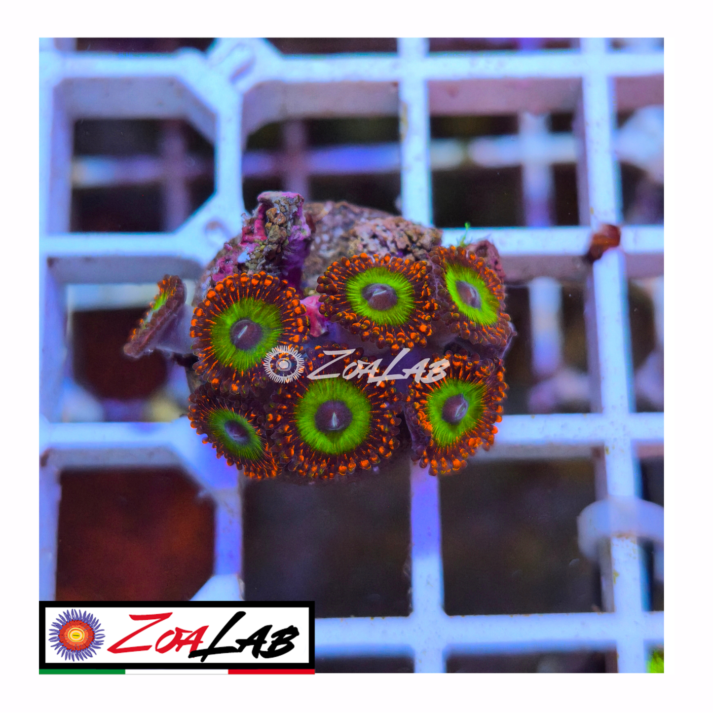Zoanthus Candy Apple red