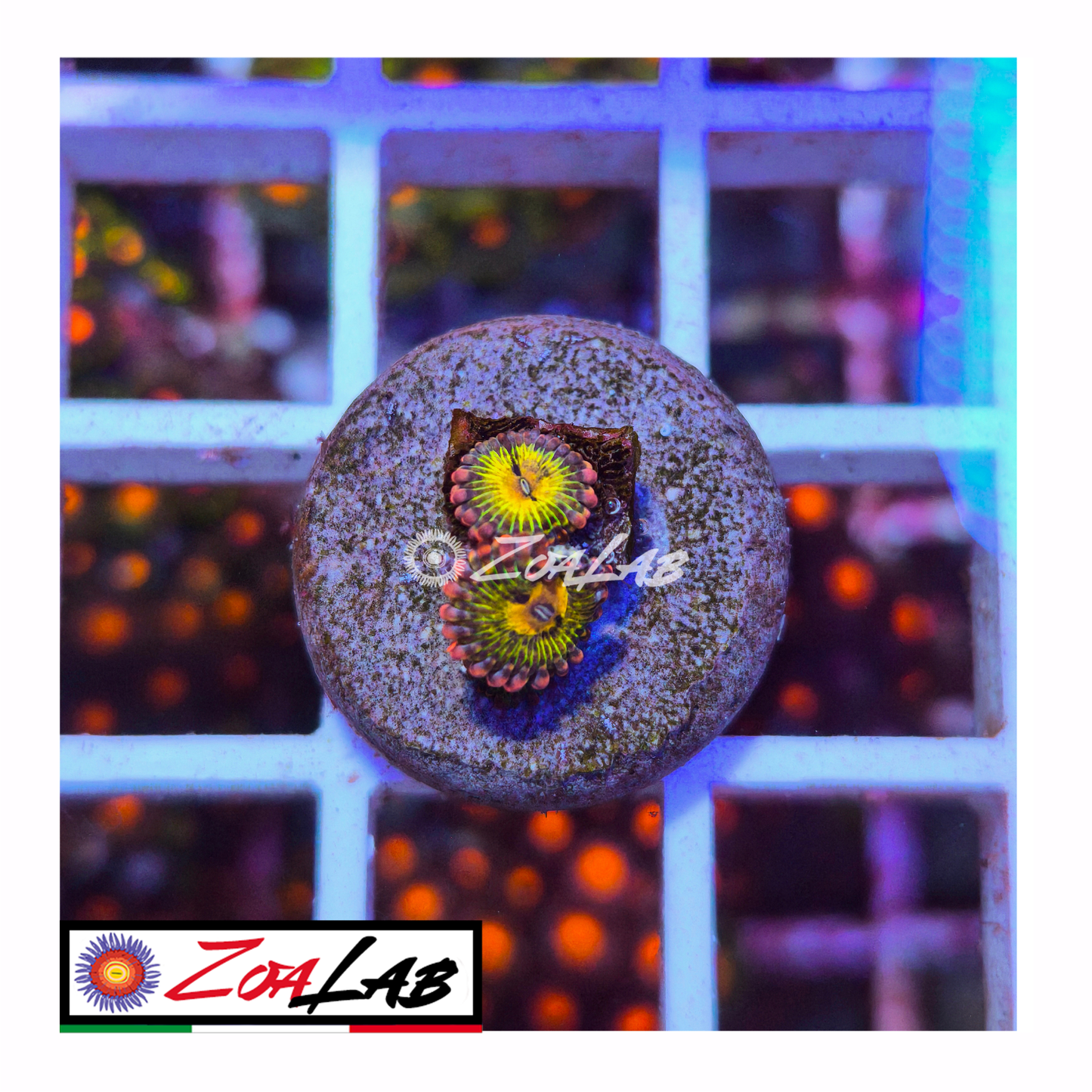 Zoanthus Chiquita lemonade