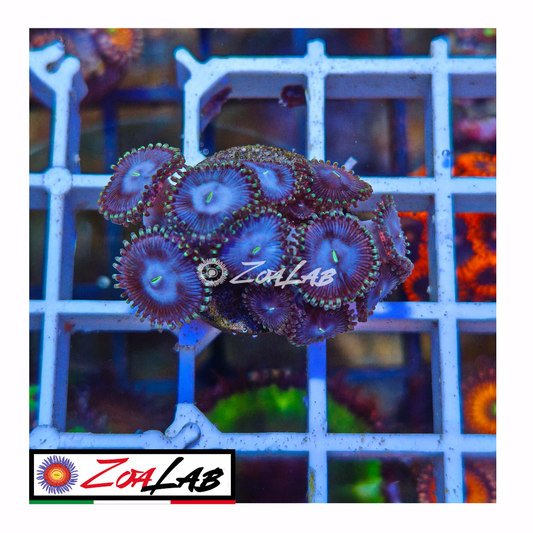 Zoanthus nebula