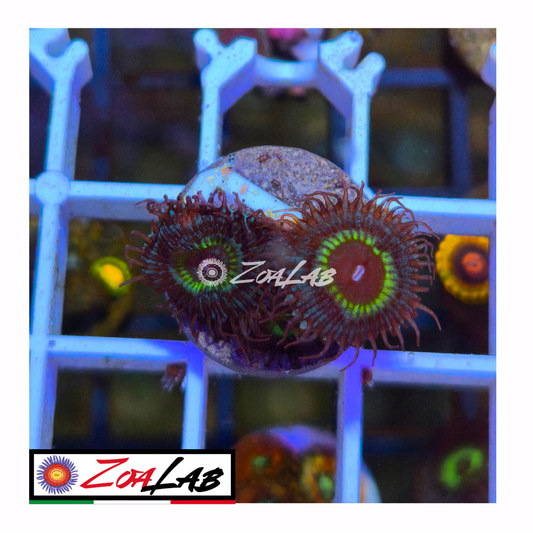 Zoanthus macaw