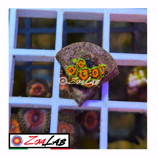 Zoanthus watermelon