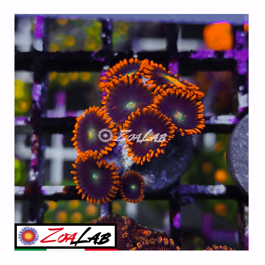 Zoanthus Blue superman