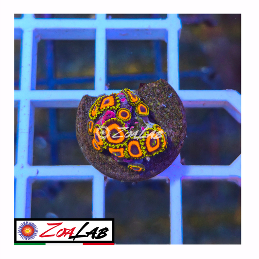 Zoanthus Eagle eyes