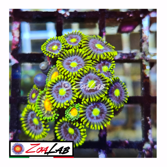 Zoanthus Blue berry pie