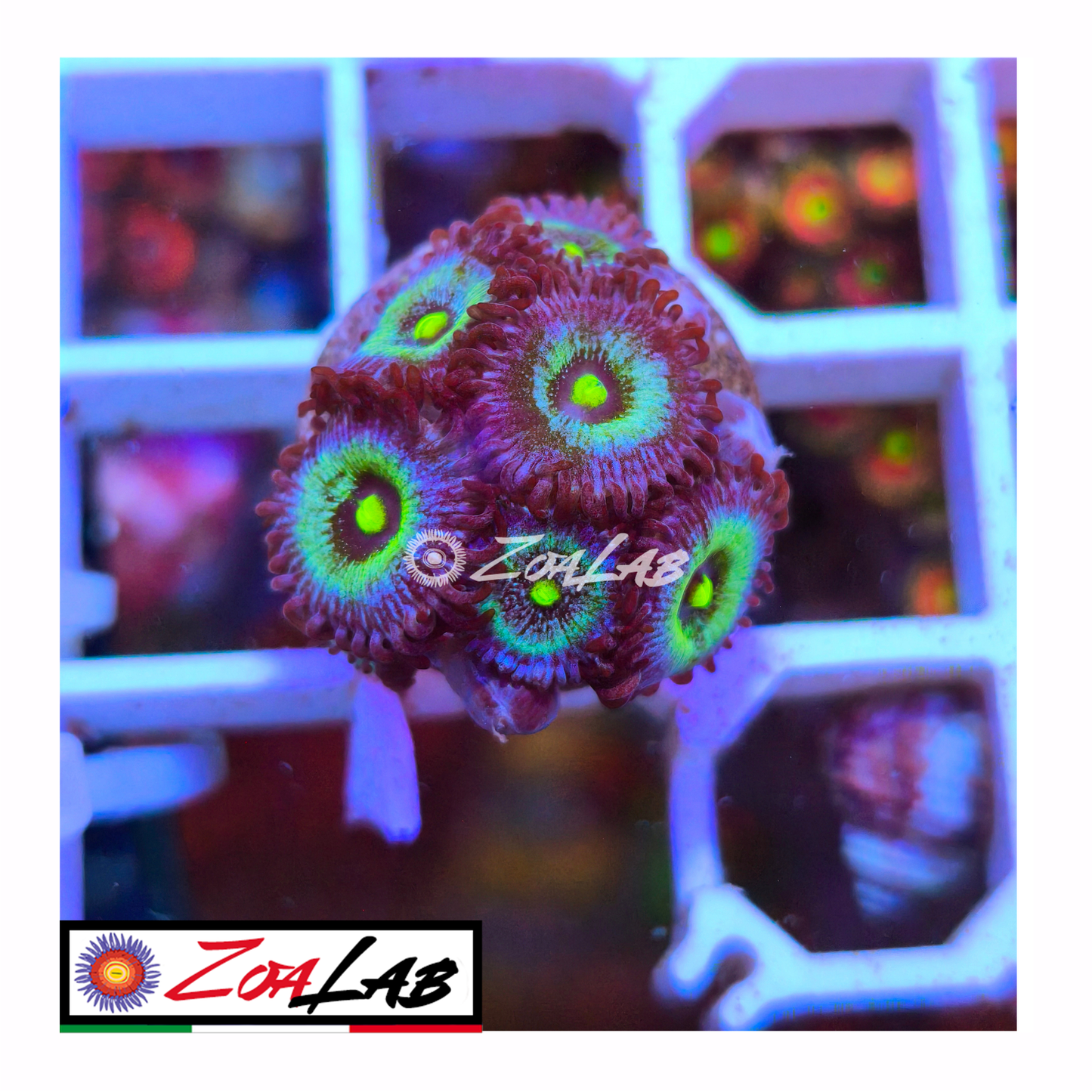 Zoanthus Frozen nebula