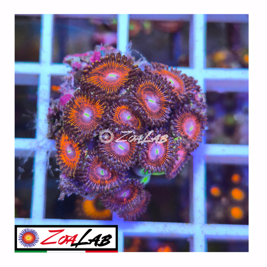 Zoanthus purple