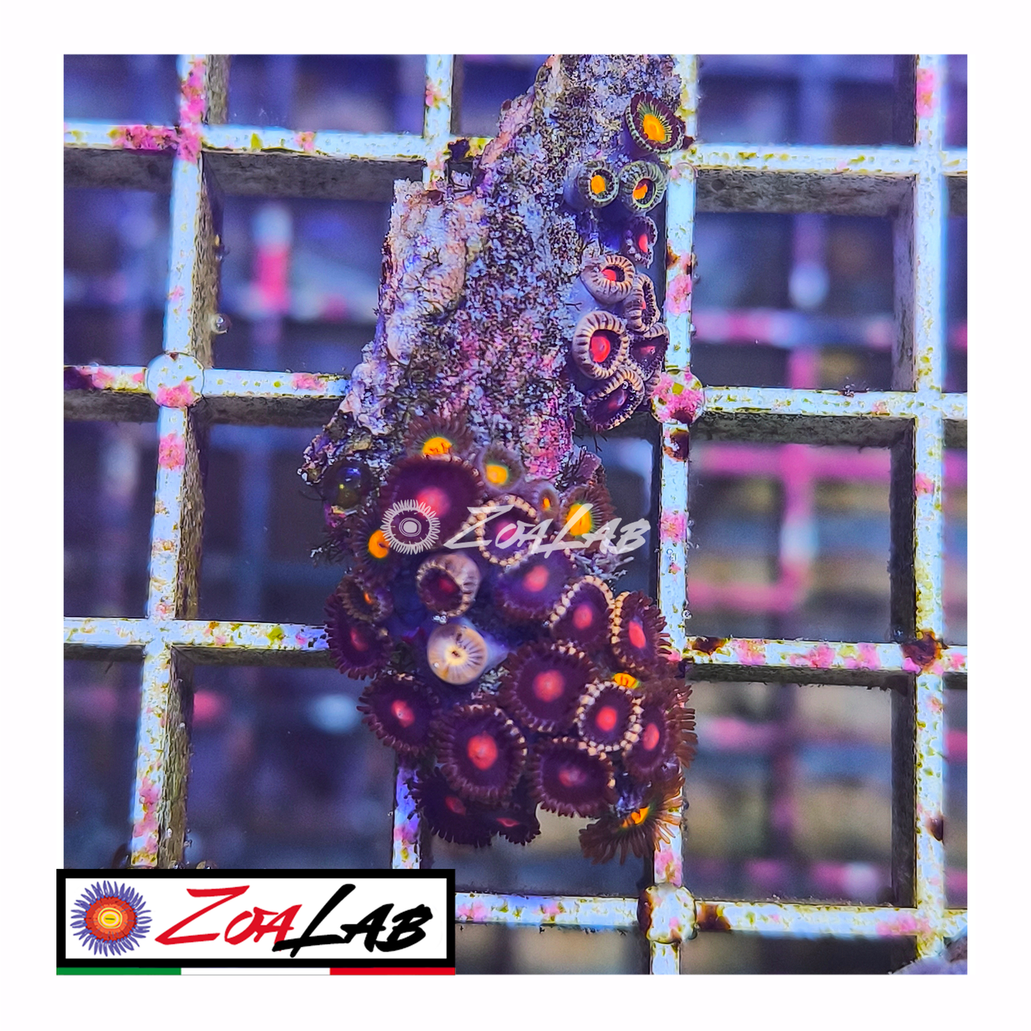 Zoanthus sundbrust mix