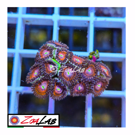 Zoanthus purple