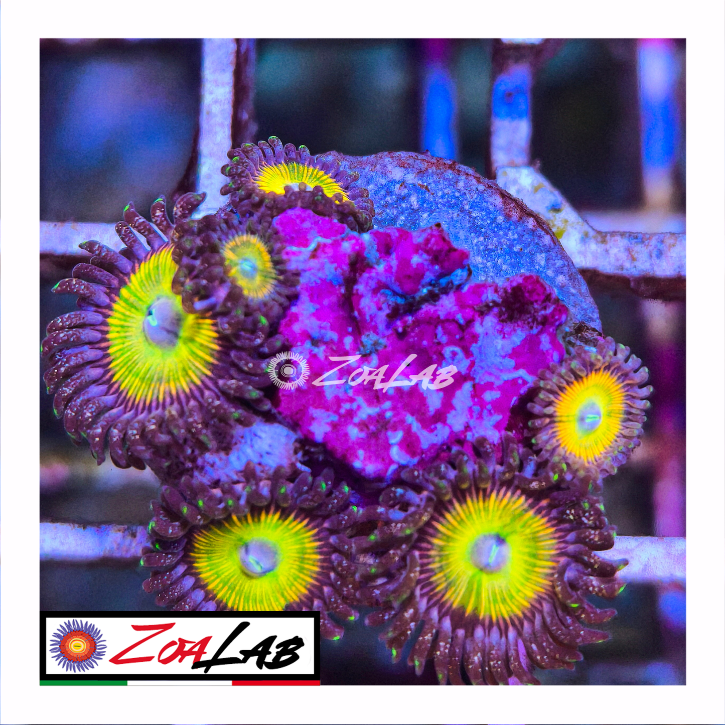 Zoanthus rainbow infusion