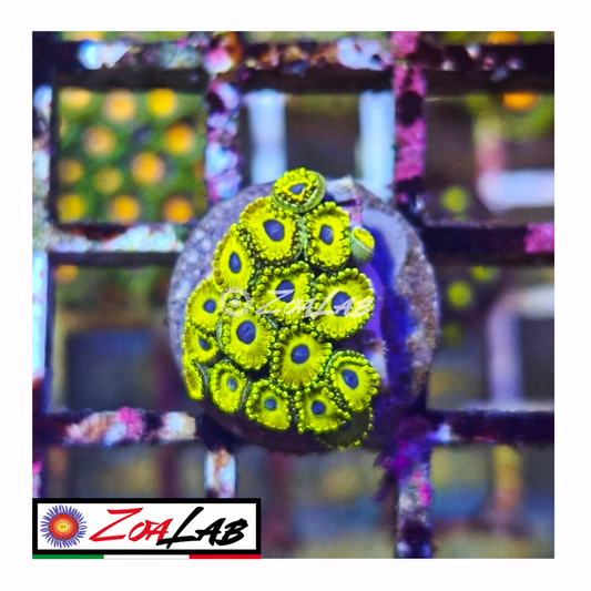 Zoanthus Golden Hornets