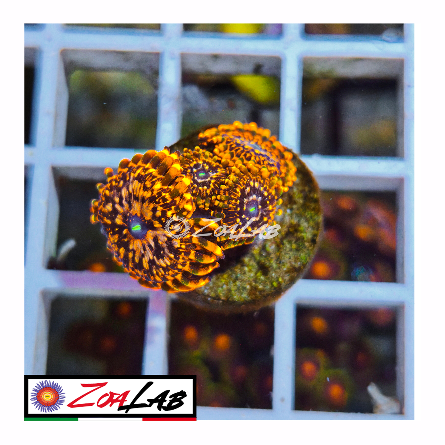 Zoanthus Utter Chaos