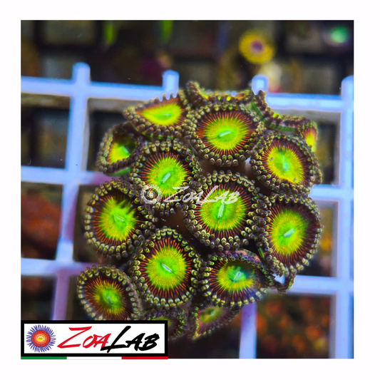 Zoanthus Candy Apple green