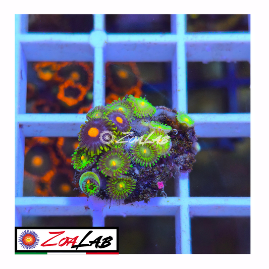 Zoanthus solandery