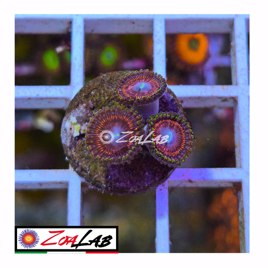 Zoanthus armor