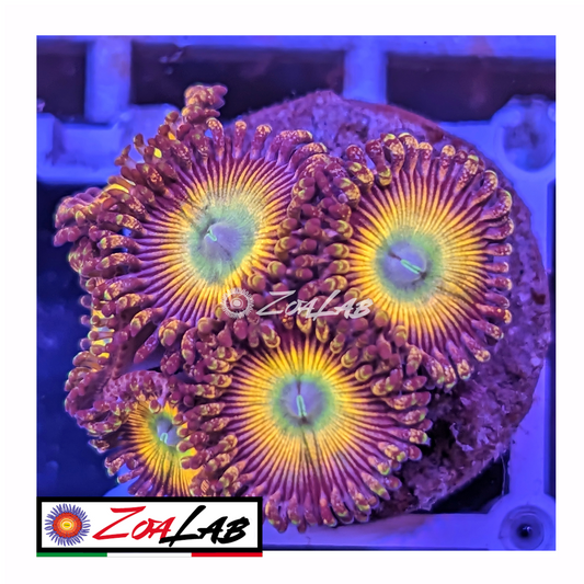Zoanthus rainbow infusion