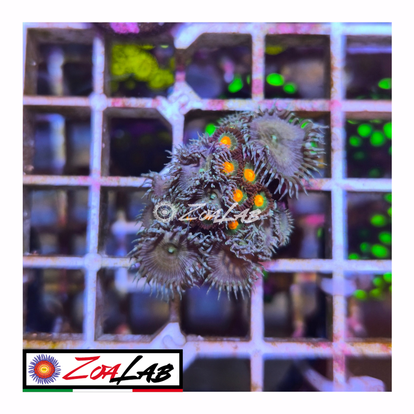 Zoanthus mix