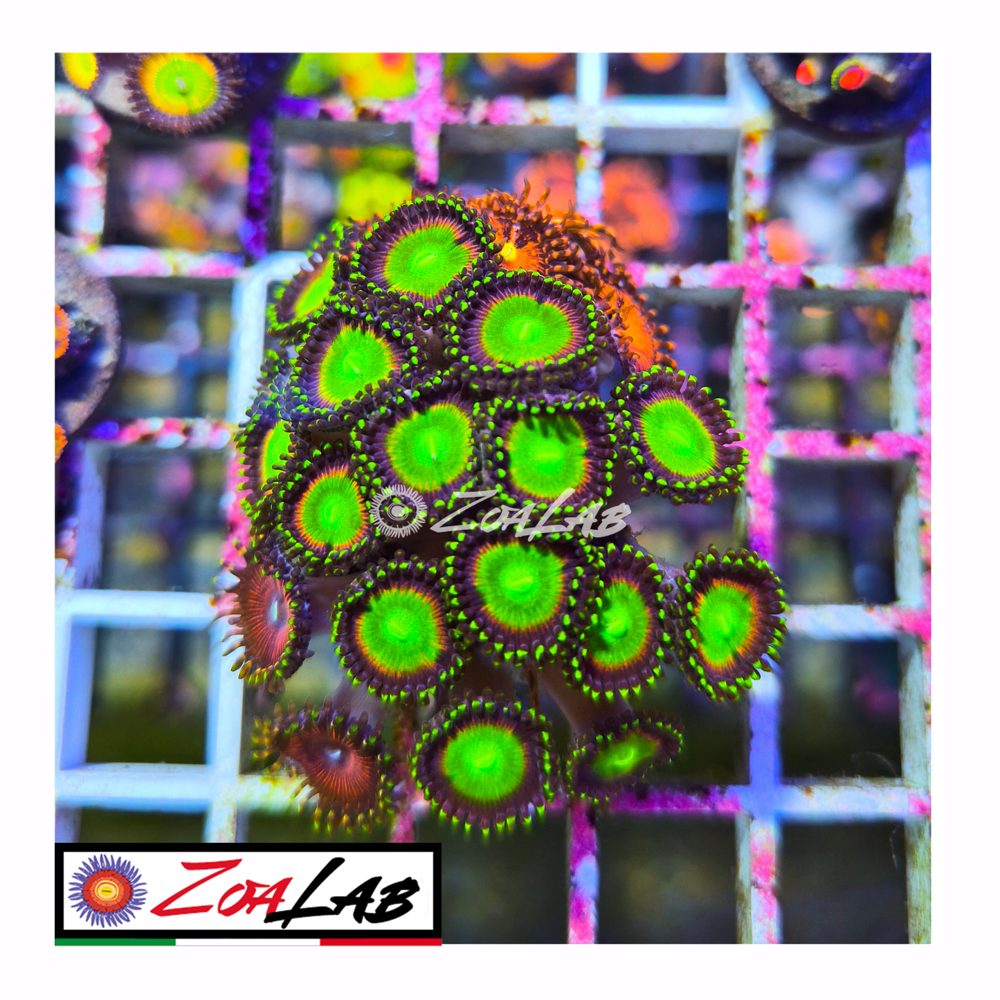 Zoanthus Candy Apple green